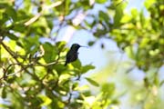Kolib��k, Ci�naga de Zapata (Gran Parque Natural Montemar). Kuba.