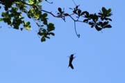 Kolib��k, Ci�naga de Zapata (Gran Parque Natural Montemar). Kuba.