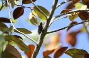 Cik�da, Ci�naga de Zapata (Gran Parque Natural Montemar). Kuba.