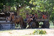 Doprava na pl�, Playa Gir�n. Kuba.
