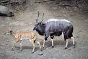 Antilopy nyala, Hluhluve-Umfolozi N�rodn� park. Jihoafrick� republika.