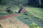 Tab�kov� plant�, �dol� Vinales (Valle de Vinales). Kuba.