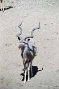 Antilopa Kudu, Hluhluve-Umfolozi N�rodn� park. Jihoafrick� republika.