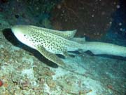 Leopard� �ralok, lokalita Koh Bon pinnacle. Thajsko.