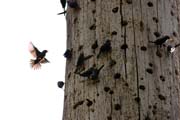 N�rodn� park Tangkoko. Sulawesi, Indon�sie.