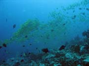 Bangka dive sites. Sulawesi, Indon�sie.
