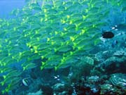 Bangka dive sites. Sulawesi,  Indon�sie.