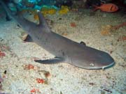 �tesov� �ralok, Bangka dive sites. Sulawesi,  Indon�sie.