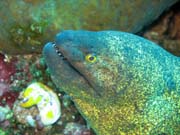 Mur�na, Bangka dive sites. Sulawesi, Indon�sie.