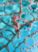 Pygmy seahorse (miniaturn� mo�sk� kon�k), Bangka dive sites. Sulawesi,  Indon�sie.
