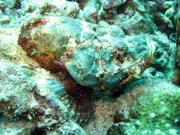 Scorpionfish, Bangka dive sites. Sulawesi, Indon�sie.