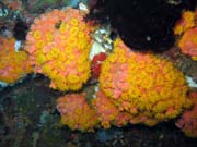 Soft corals (m�kk� kor�ly), Bangka dive sites. Indon�sie.