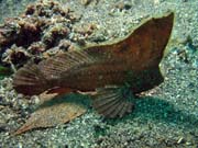Scorpion leaf fish, Lembeh dive sites. Indon�sie.