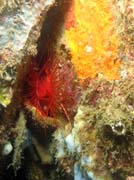 Flaming scallop (n�kdy t� naz�van� Electrical clam shell), Lembeh dive sites. Indon�sie.