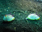 Nudibranches, Lembeh dive sites. Indon�sie.