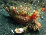 Scorpionfish, Lembeh dive sites. Sulawesi,  Indon�sie.