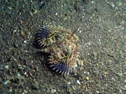Scorpionfish, Lembeh dive sites. Indon�sie.