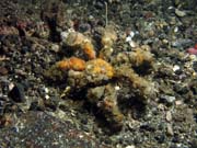 Krab, Lembeh dive sites. Indon�sie.