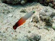 Goby fish, Bunaken dive sites. Indon�sie.