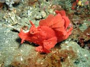 Scorpionfish, Lembeh dive sites. Indon�sie.