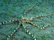 Mimic octopus, Lembeh dive sites. Indon�sie.