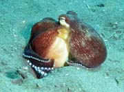 Coconut octopus, Lembeh dive sites. Indon�sie.