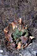 Aloe, l'Isalo N�rodn� park. Madagaskar.