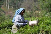 Sb�ra�ka �aje. �ajov� plant�e v okol� m�sta Munnar, Kerala. Indie.