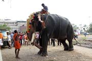 P��prava proces� b�hem Ernakulam Shiva Temple Festivalu. Ernakulam, Kerala. Indie.