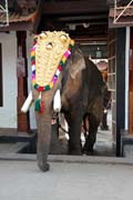 Za��tek pakalpooram (proces� slon�), Ernakulam Shiva Temple Festival (Ernakulathappan Uthsavam). Ernakulam, Kerala. Indie.