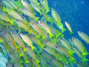 Hejno snapper� (Yellow snapper). Raja Ampat. Papua, Indon�sie.