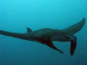 Rejnok manta (Manta obrovsk�, Manta ray). Lokalita Manta Point, Raja Ampat. Papua,  Indon�sie.