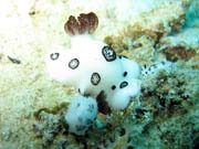 Naho��br� pl� (nudibranch). Raja Ampat. Papua, Indon�sie.