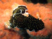Naho��br� pl� (nudibranch). Raja Ampat. Papua, Indon�sie.