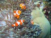 Sasanka s klauny (Anemone and clownfishes). Raja Ampat. Indon�sie.