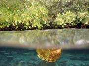 Mangrovn�ci (Mangroves). Lokalita The Passage, Raja Ampat. Indon�sie.