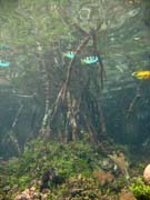 Mangrovn�ci (Mangroves). Lokalita The Passage, Raja Ampat. Indon�sie.