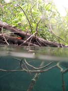 Mangrovn�ci (Mangroves). Lokalita The Passage, Raja Ampat. Papua,  Indon�sie.