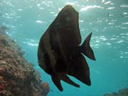 Juvenile Batfish. Raja Ampat. Papua,  Indon�sie.
