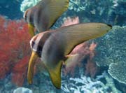 Juvenile Batfish. Raja Ampat. Indon�sie.