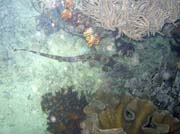 Bambusov� �ralok, (Whitespotted bamboo shark). Lokalita Mike's Point, Raja Ampat. Indon�sie.