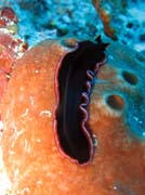 Mo�sk� �erv (flatworm). Raja Ampat. Indon�sie.