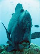 Zelen� ploskozubec - Green humphead parrotfish (bumphead parrotfish). Raja Ampat. Indon�sie.
