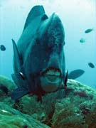 Zelen� ploskozubec - Green humphead parrotfish (bumphead parrotfish). Raja Ampat. Indon�sie.