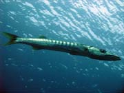 Barakuda (Barracuda). Raja Ampat. Papua,  Indon�sie.