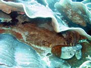 �ralok Wobbegong (Wobbegong shark). Raja Ampat. Indon�sie.