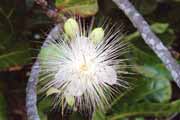 Kv�tina, ostrov Ile Sainte Marie. Madagaskar.