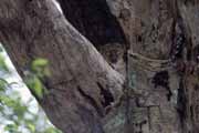 Northern sportive lemura, no�n� druh lemury, l'Ankarana N�rodn� park. Madagaskar.