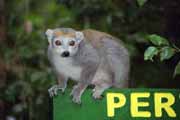 Crowned lemura, l'Ankarana N�rodn� park. Madagaskar.