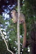 Crowned lemura, l'Ankarana N�rodn� park. Madagaskar.